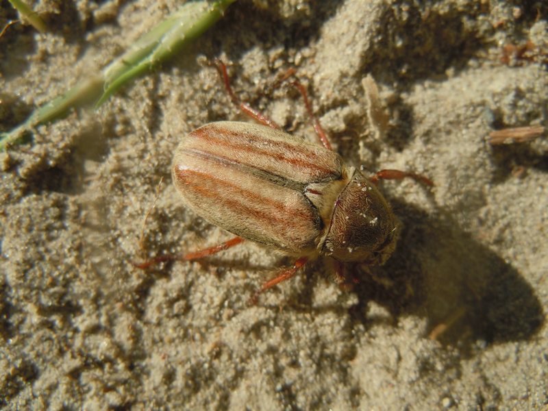 Dal litorale del Poetto (Cagliari):Anoxia matutinalis sardoa